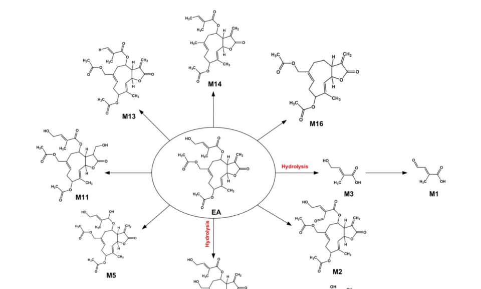 Metabolic Profiling and Detoxification of Eupalinolide A and B in Human Liver Microsomal Systems