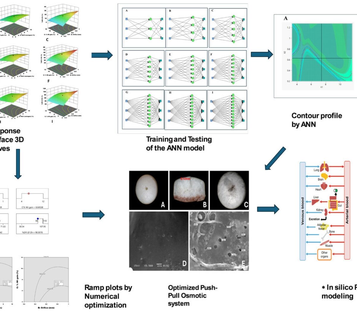 A Multivariate Ann-CCD Integrative Model Using Cellulose Based Polymers for the Development of Osmotically Controlled Push-Pull Dexibuprofen Tablets and Its Predictive Pharmacokinetic Modeling
