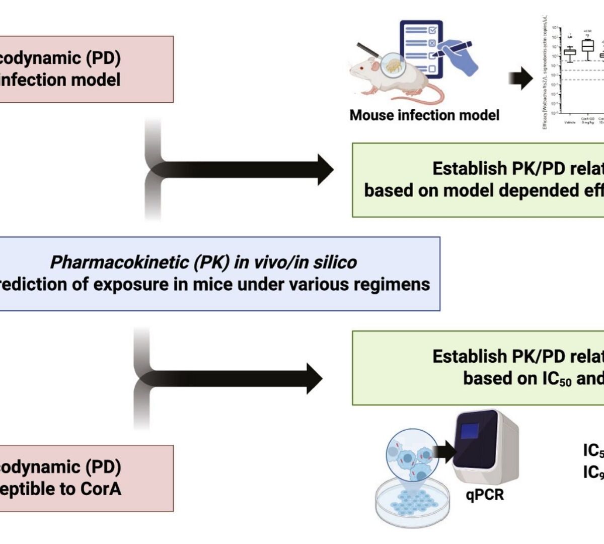 Sustained Drug Exposure Drives Efficacy in Mice: PK/PD Analysis of Corallopyronin A against Wolbachia using Physiologically Based Absorption Modeling
