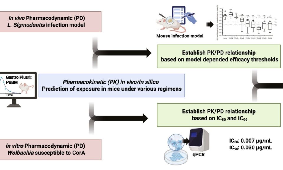 Sustained Drug Exposure Drives Efficacy in Mice: PK/PD Analysis of Corallopyronin A against Wolbachia using Physiologically Based Absorption Modeling