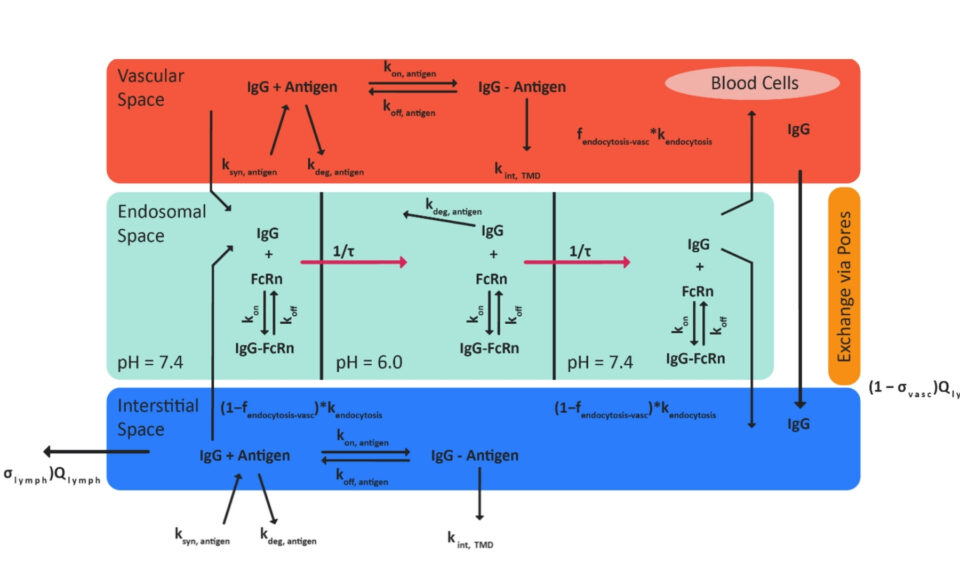 Physiologically Based Pharmacokinetic Models for Infliximab, Ipilimumab, and Nivolumab Developed with GastroPlus to Predict Hepatic Concentrations