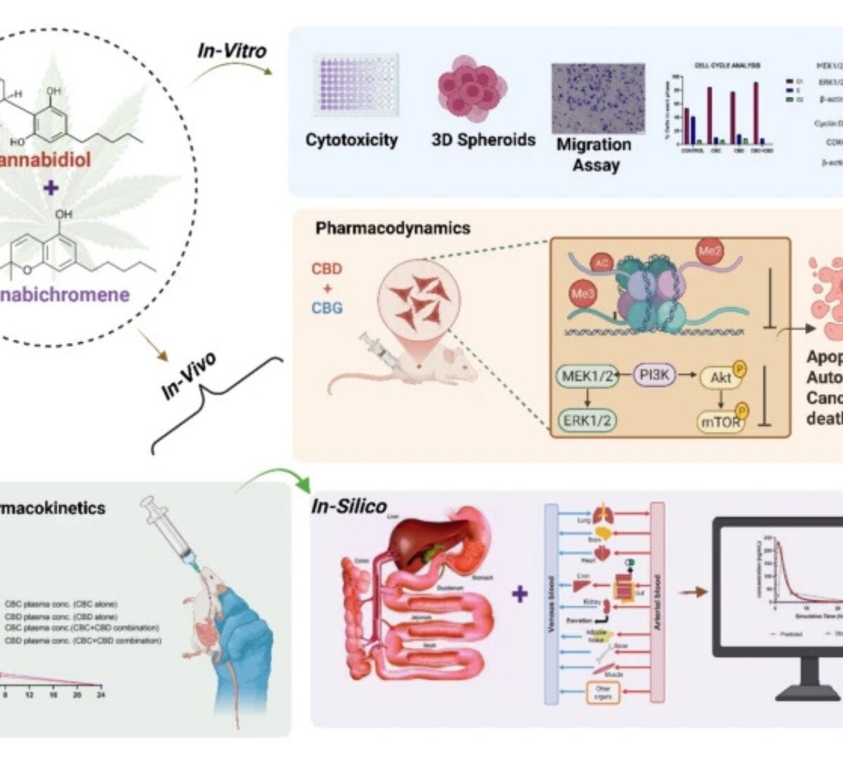 Pharmacokinetic Studies and Synergistic Antitumor Effects of Cannabichromene and Cannabidiol in Drug-Resistant Breast Cancers