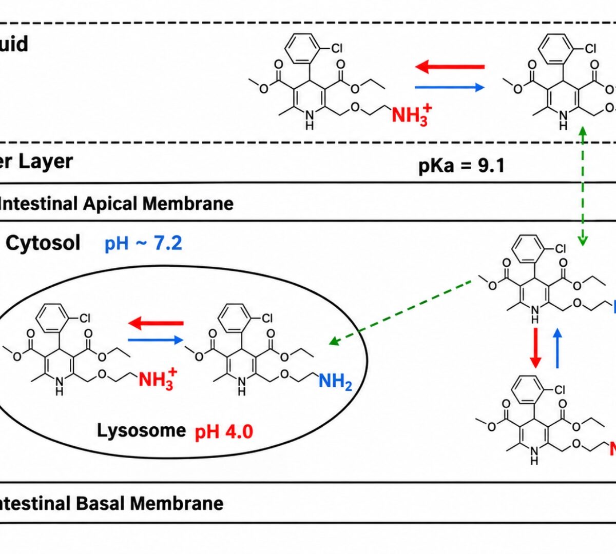 A Physiologically Based Pharmacokinetic (PBPK) Modeling of Amlodipine: High Enterocyte Binding, Not Enterohepatic Circulation, is Responsible for the Long Tmax