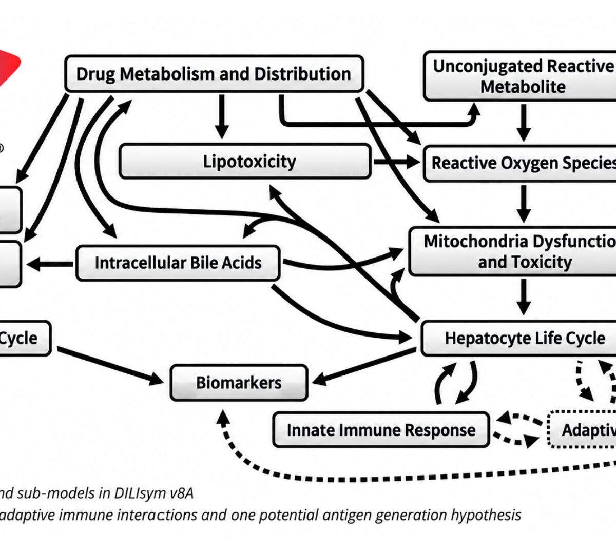 Development of a Direct CD8+ T Cell Activation QSP Model for Ovalbumin in the Context of Liver Injury Advances Groundwork for Mathematical Representation of Idiosyncratic Drug-Induced Liver Injury (iDILI)