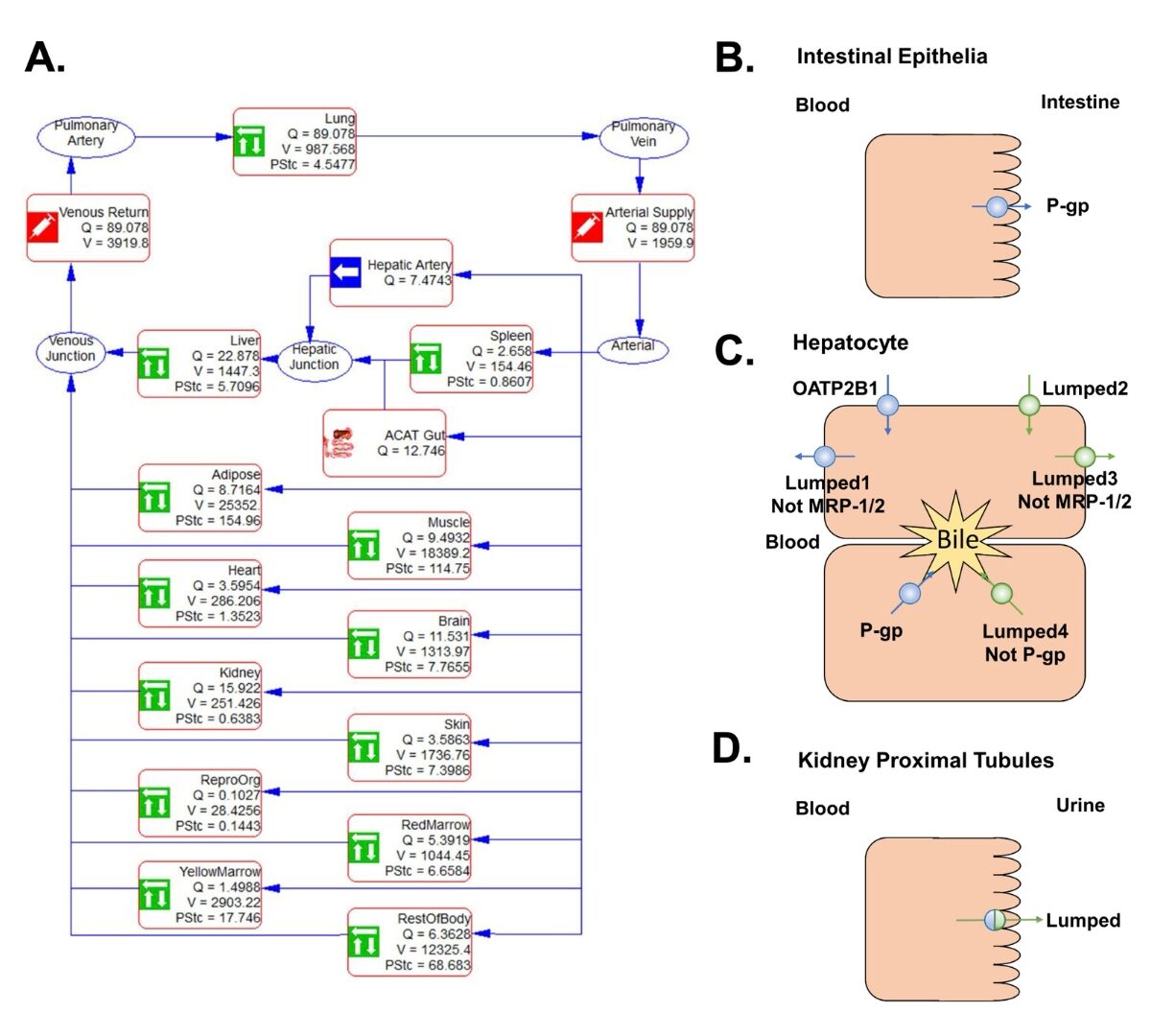 Development of a Physiologically Based Pharmacokinetic Model for Losartan and Its Active Metabolite E3174 – Ethnic Differences in Pharmacokinetics between Caucasian and Asian Populations