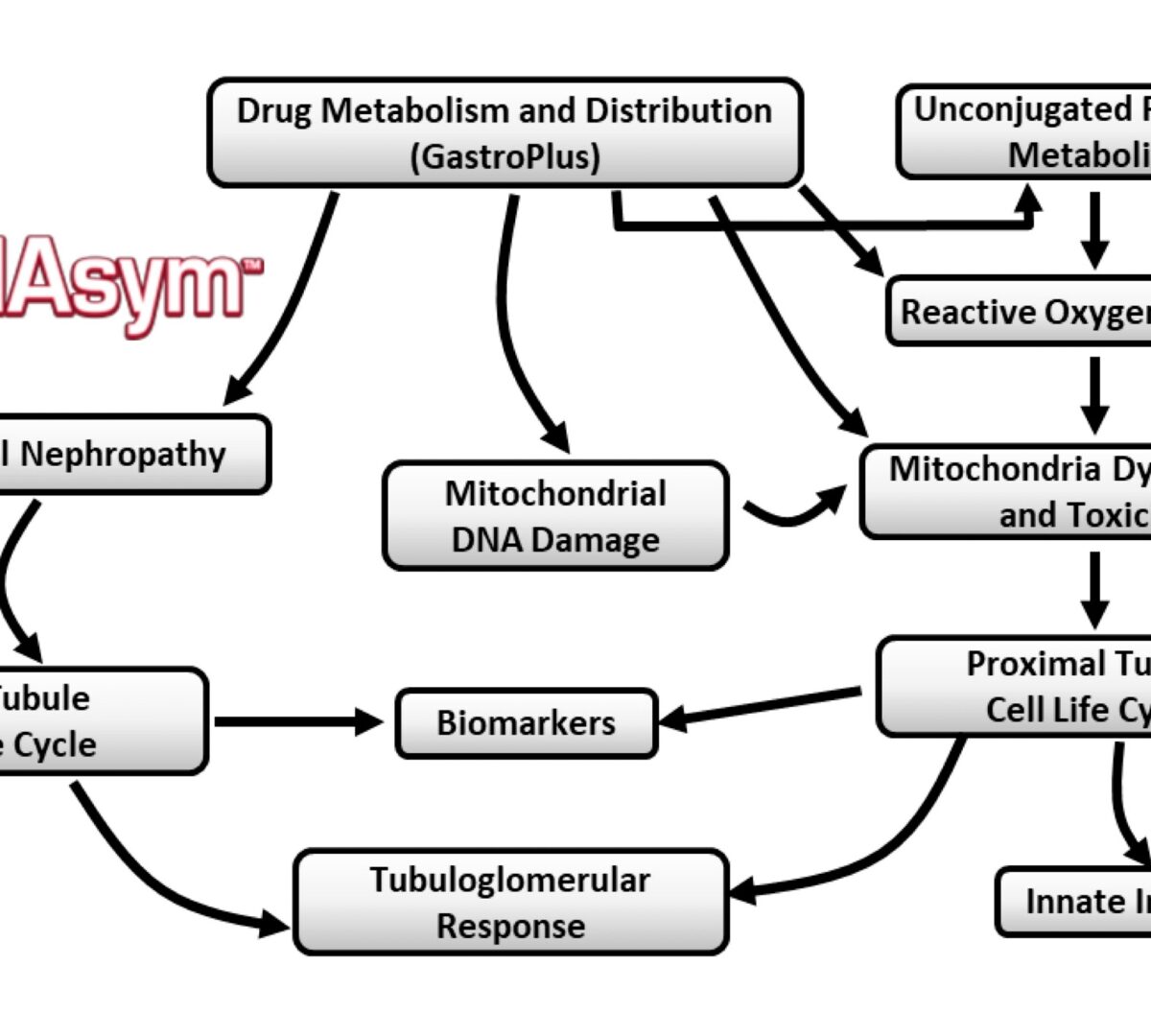 Mechanistic Representation of Clusterin, a Damage Biomarker for Early Detection of Drug-induced AKI
