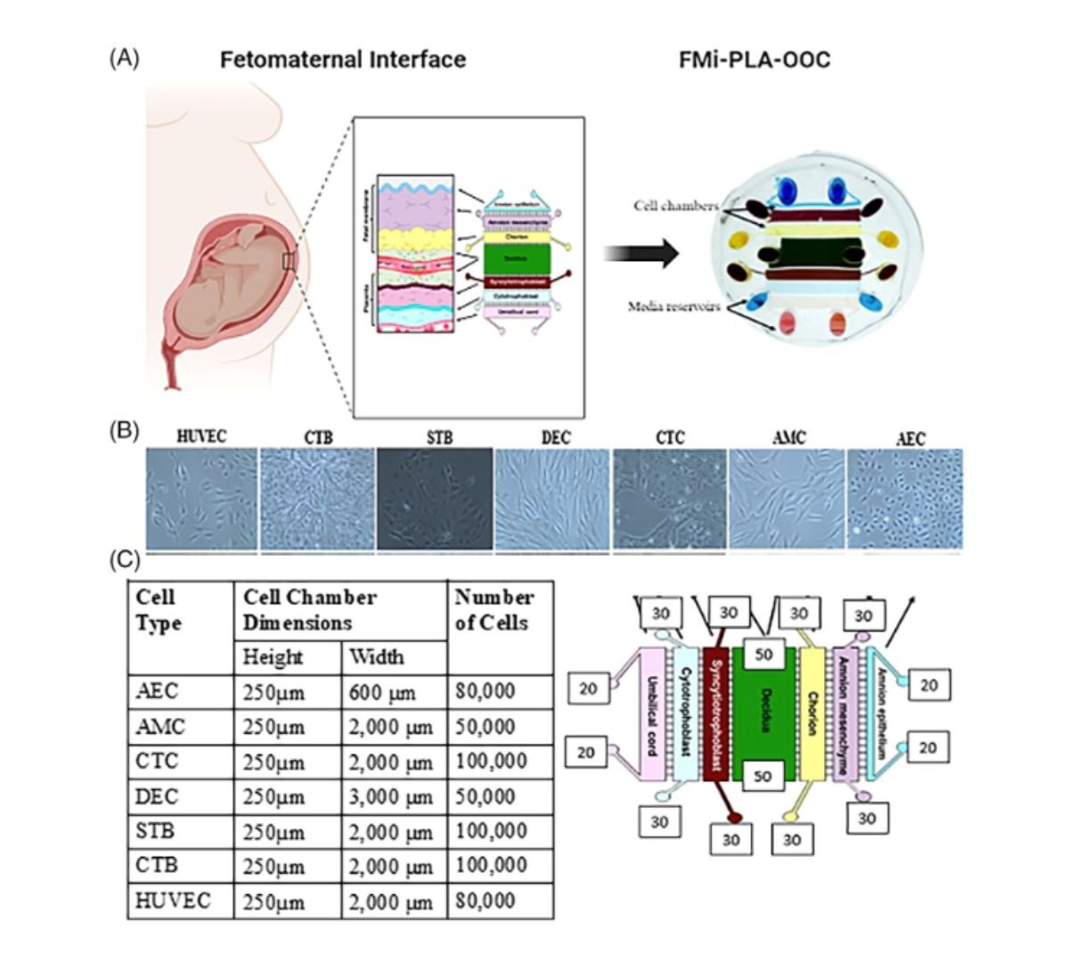 Microfluidic Device Successfully Replaces Traditional Models of Pregnancy Associated Drug Pharmacokinetic Studies