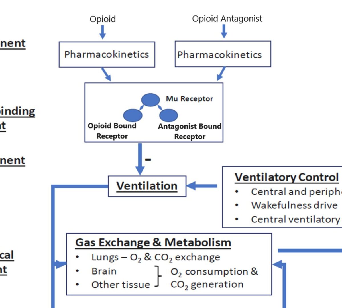 Reversal of a Synthetic Opioid Overdose: Insights From a Validated Translational Model