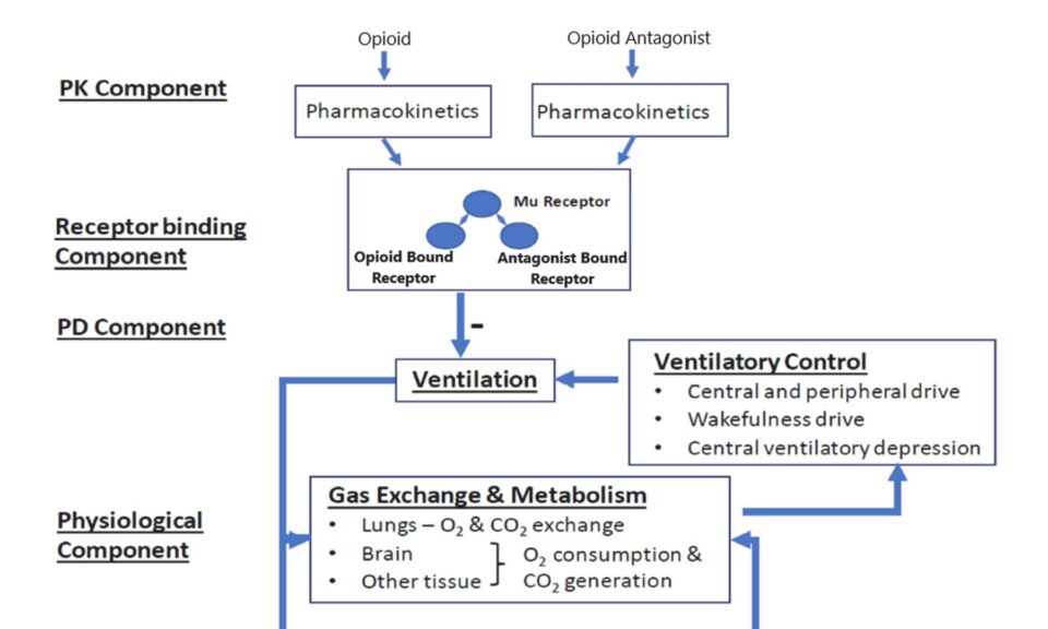 Reversal of a Synthetic Opioid Overdose: Insights From a Validated Translational Model
