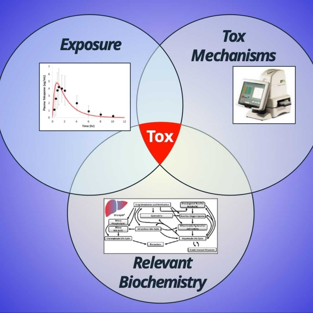 Construction of a Simulated Population of Post-Menopausal Women for the Prediction of Drug-Induced Liver Injury (DILI)