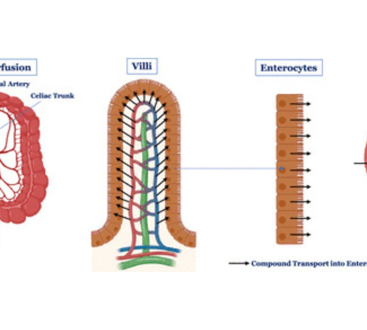 Intestinal Secretion Is a Potentially Important Clearance Mechanism for Low Metabolic Clearance Compounds