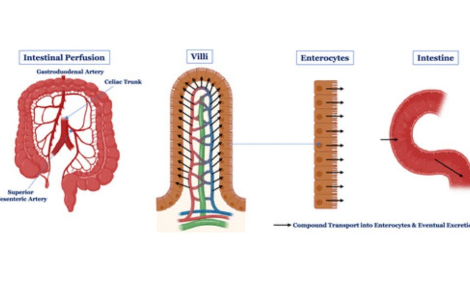 Intestinal Secretion Is a Potentially Important Clearance Mechanism for Low Metabolic Clearance Compounds