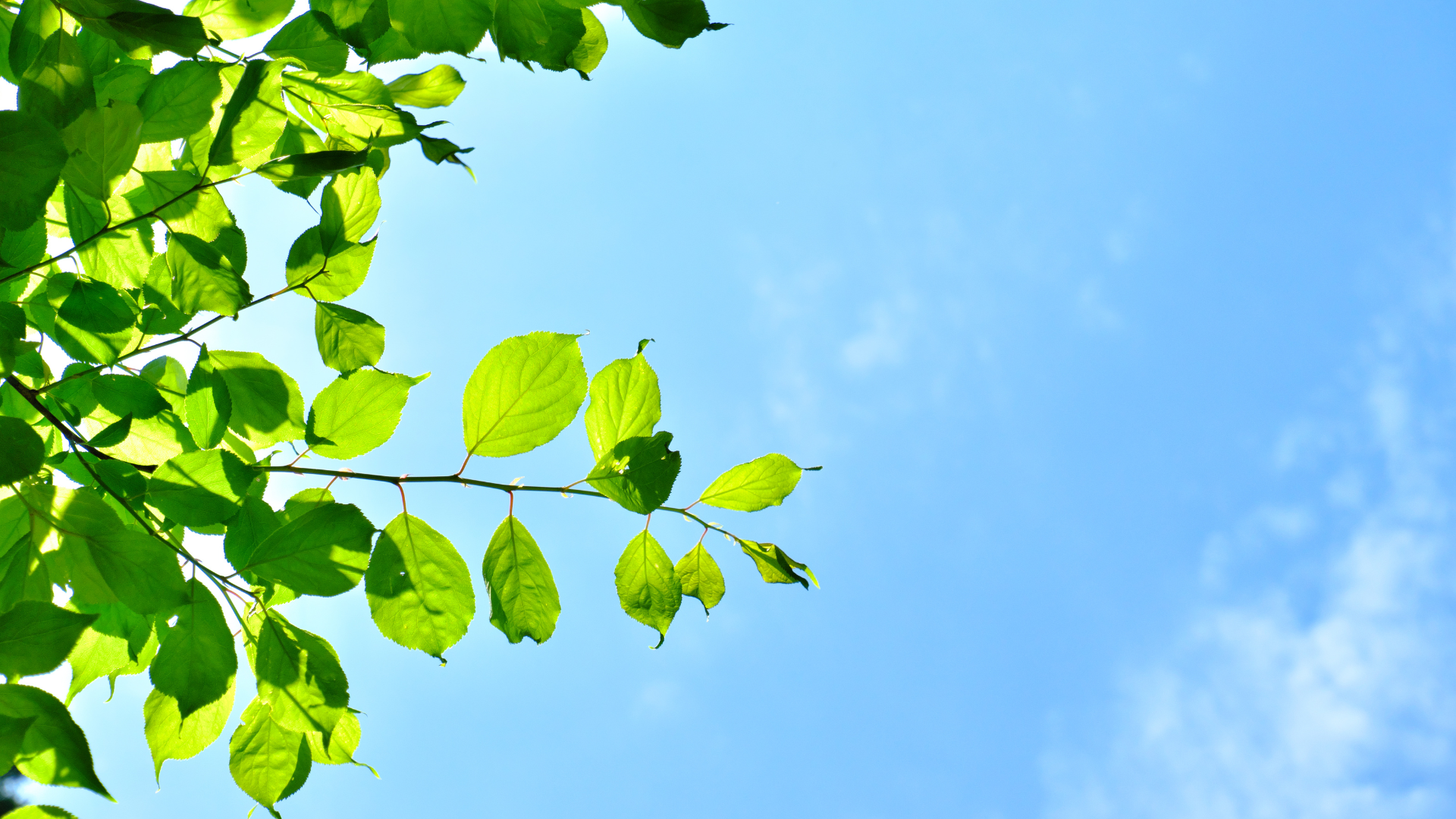 GastroPlus® Summer School: Practical API Skills for Basic and Advanced Modeling