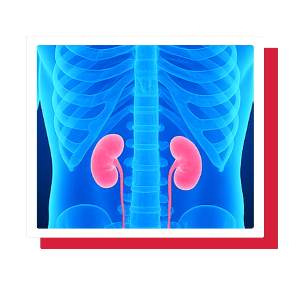 Simulations Plus modeling illustrates human torso anatomy, highlighting kidneys at risk for injury.