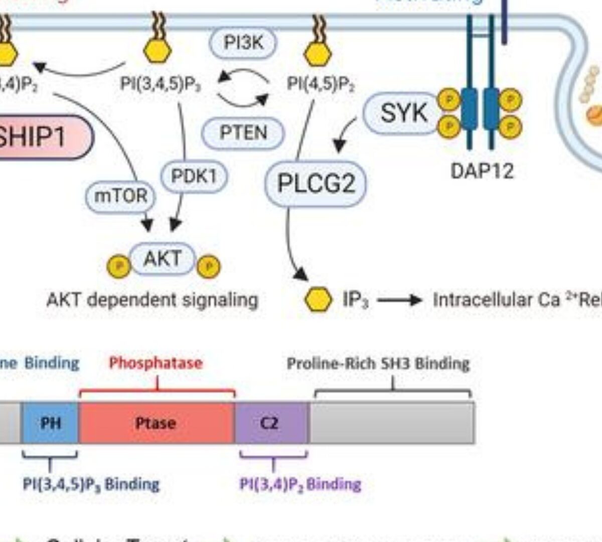 SHIP1 therapeutic target enablement: Identification and evaluation of inhibitors for the treatment of late-onset Alzheimer’s disease