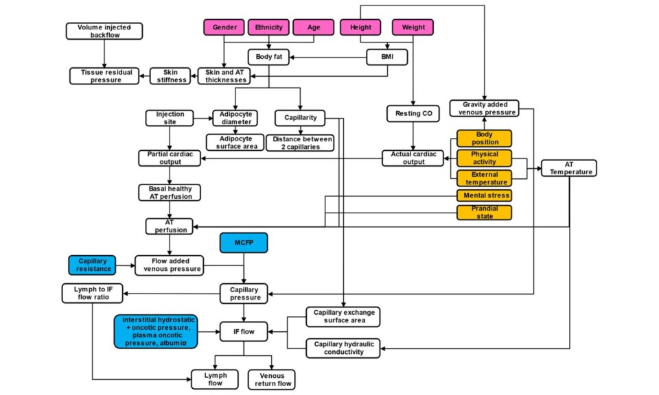 SubQ-Sim: A Subcutaneous Physiologically Based Biopharmaceutics Model. Part 1: The Injection and System Parameters