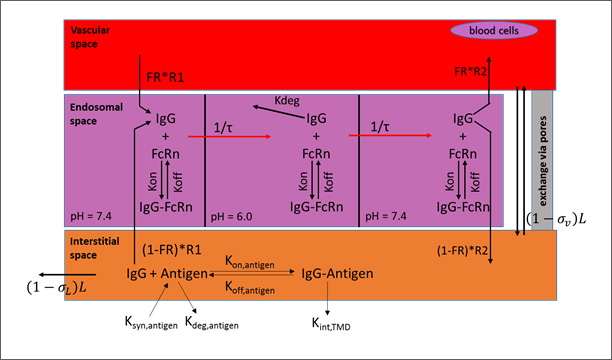 A complex scientific diagram depicts the pharmacokinetics of biologics, leveraging Simulations Plus, Inc's ADMET Predictor for IgG interactions in vascular (red), endosomal (purple), and interstitial (orange) spaces, and using GastroPlus to model chemical reactions and exchange processes with various equations and variables.